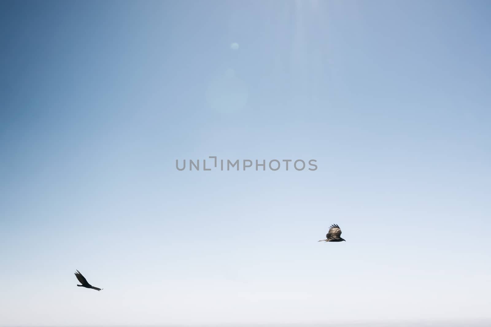 Birds Flying at Big Sur, Southern
 California, USA