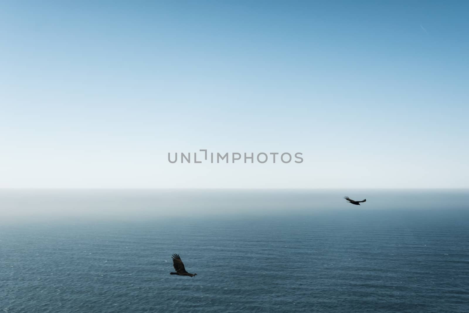 Birds Flying at Big Sur, Southern
 California, USA