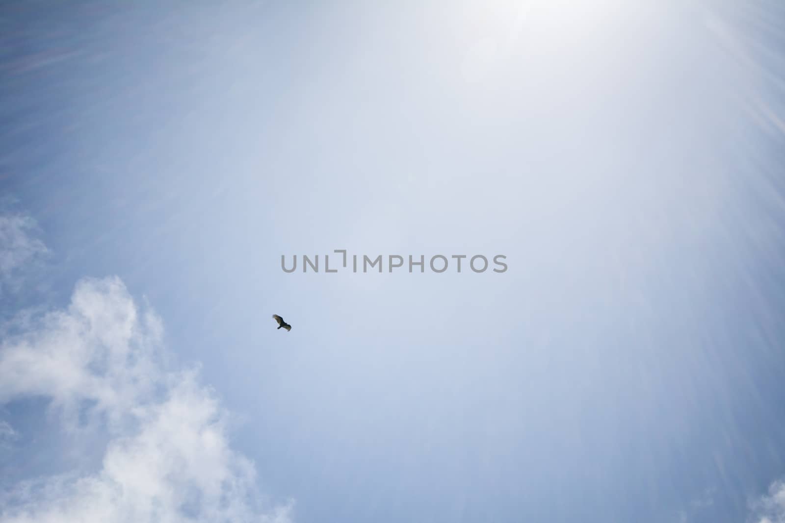 Bird Flying at Big Sur, Southern
 California, USA