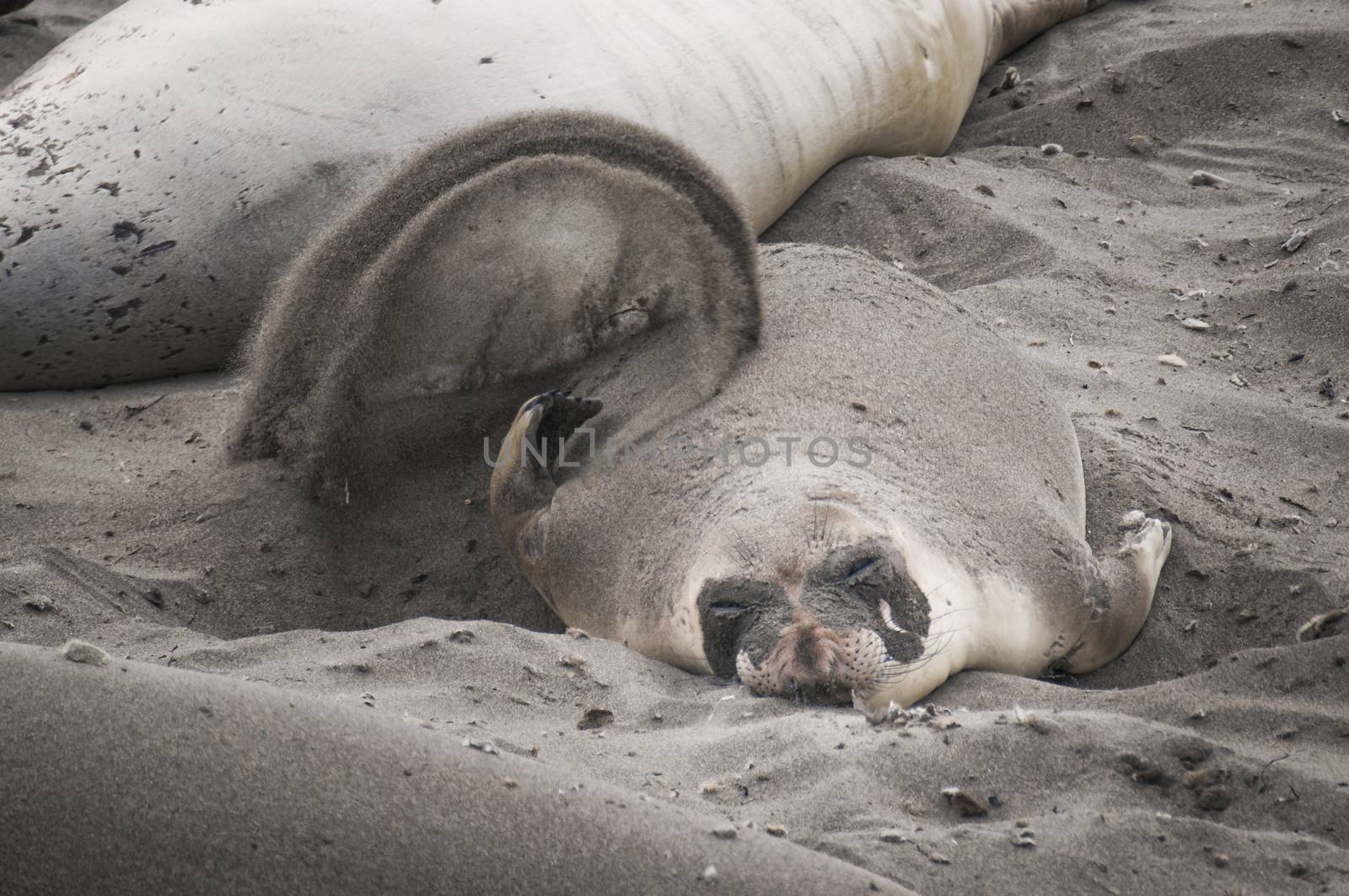 Sea Lions at the Beach in Southern California, USA