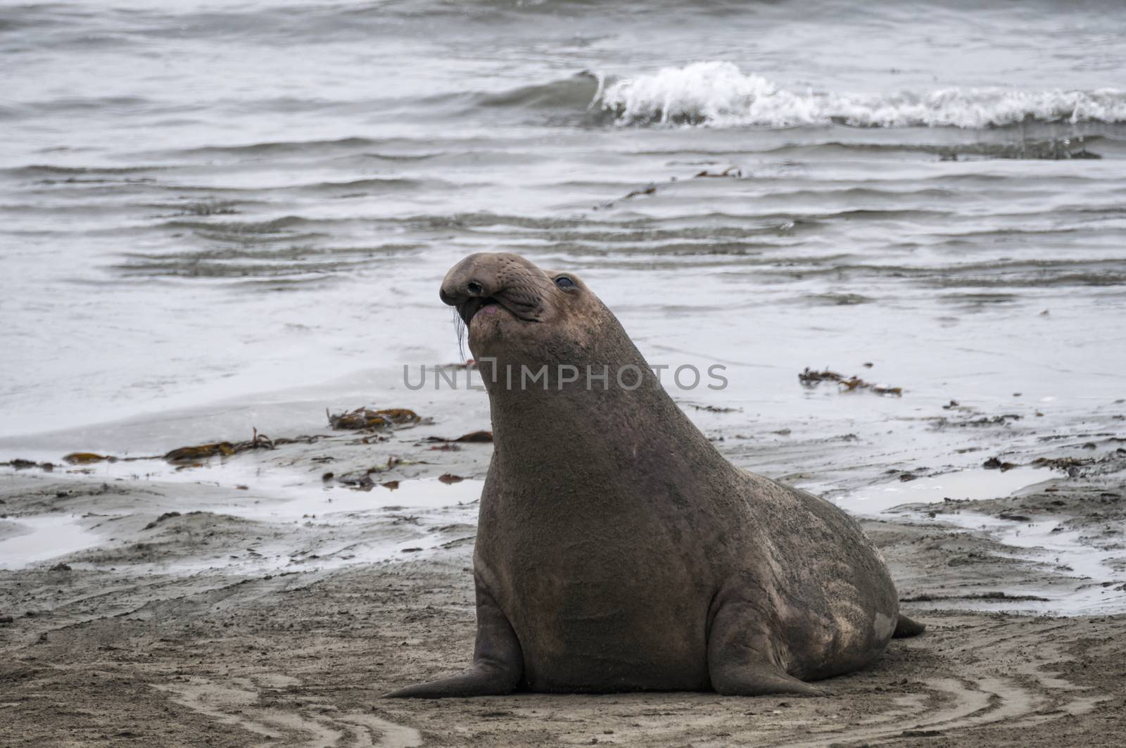 Sea Lion at Beach  by patricklienin