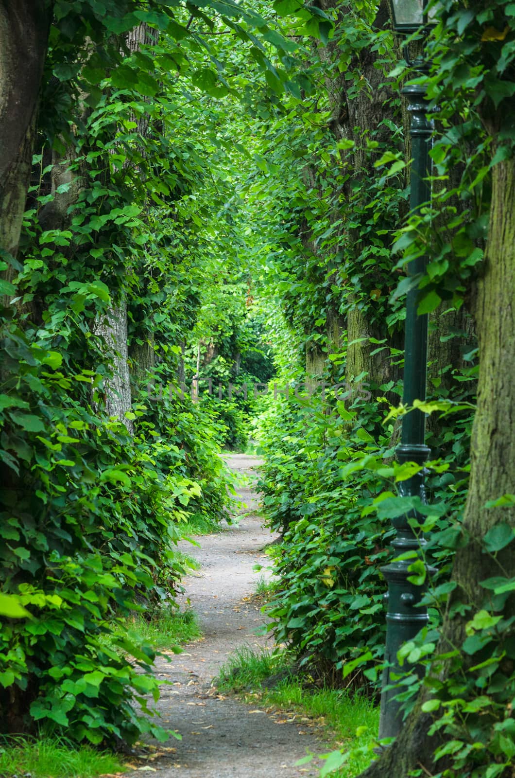 Green tunnel, Footpath Barbarossa Wall Dusseldorf Kaiserswerth.