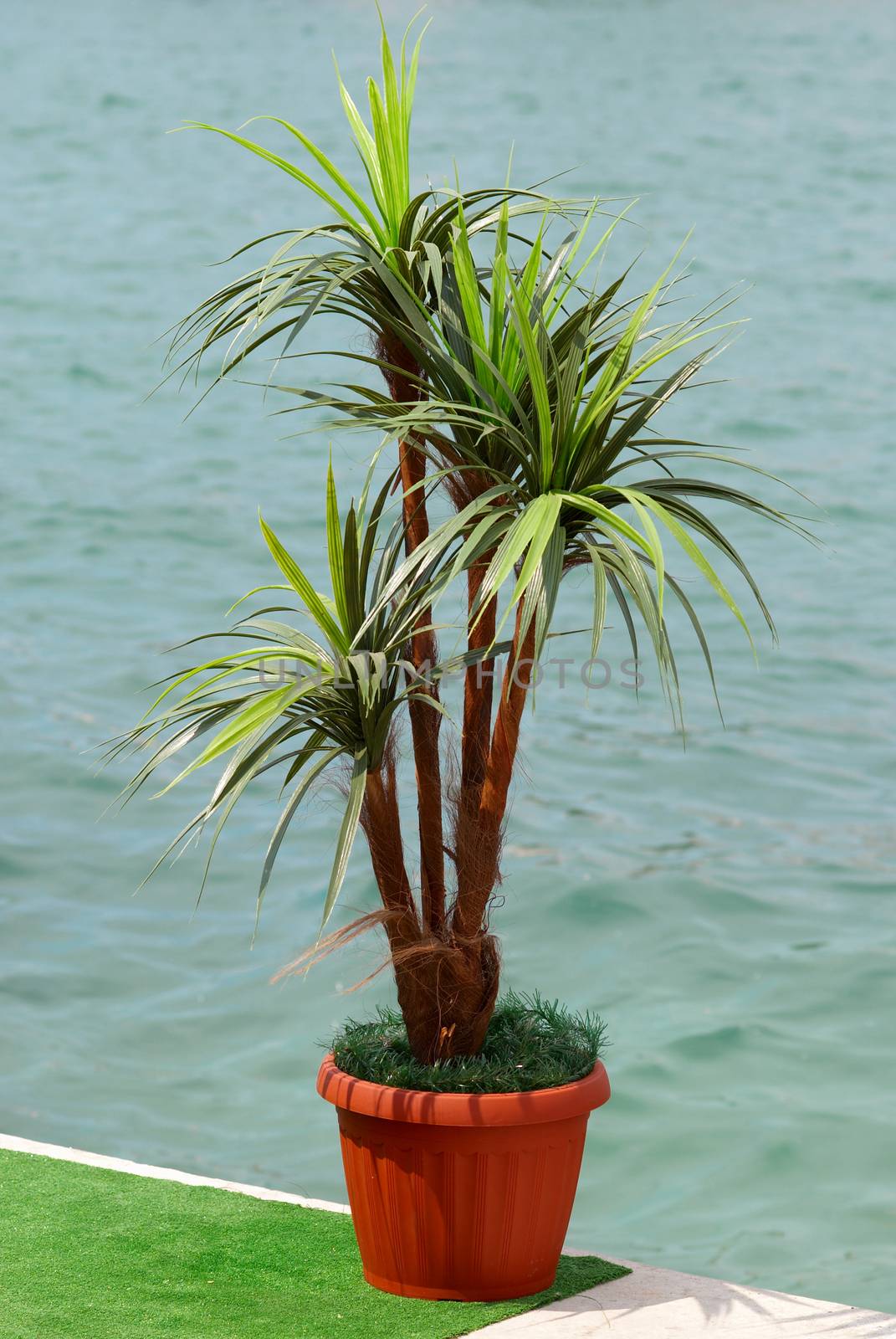 Green palm in the pot.