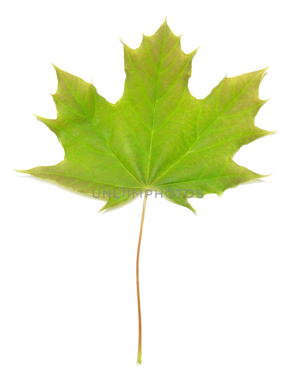 Green maple leaf by vapi
