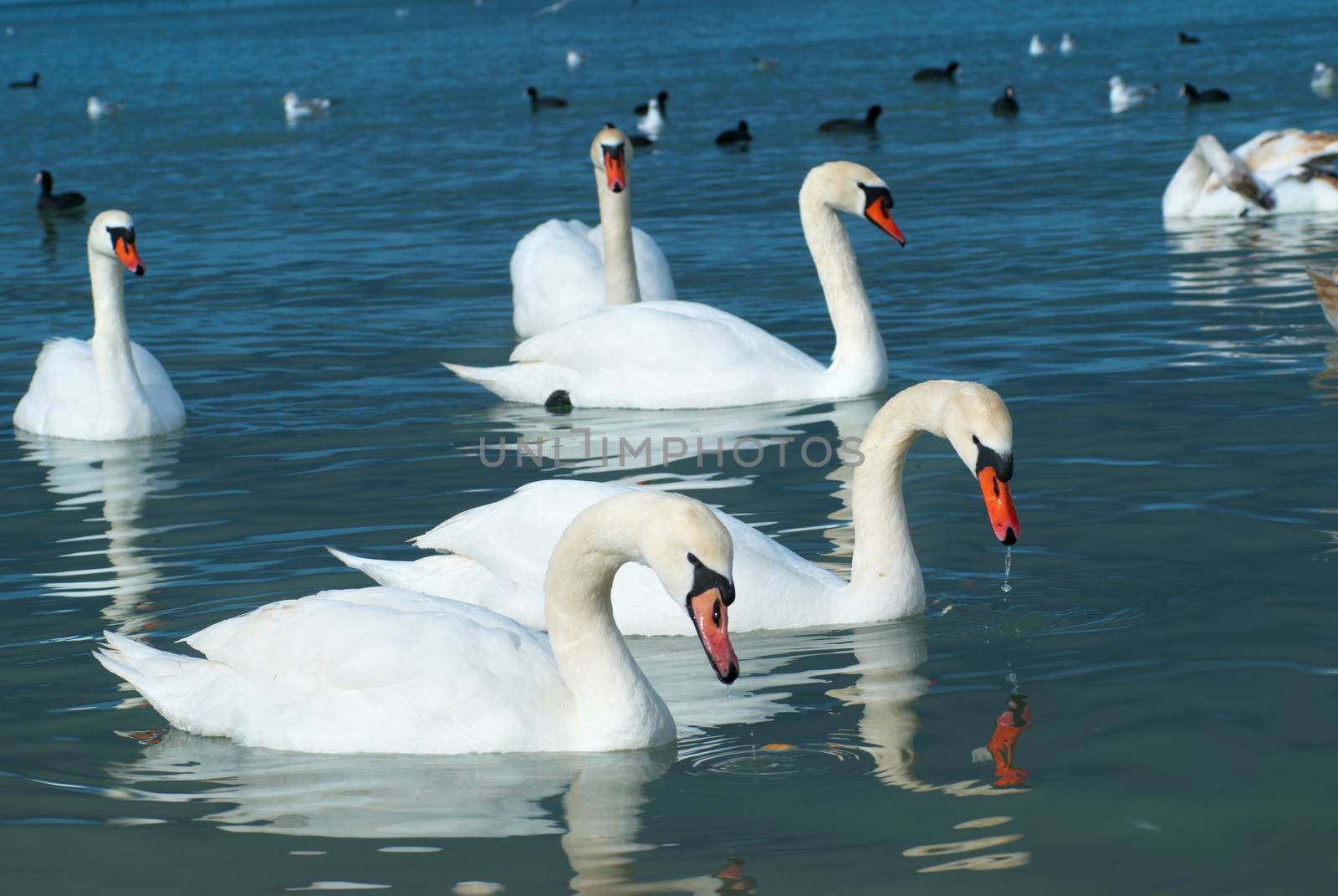 Swans on the lake with blue water background