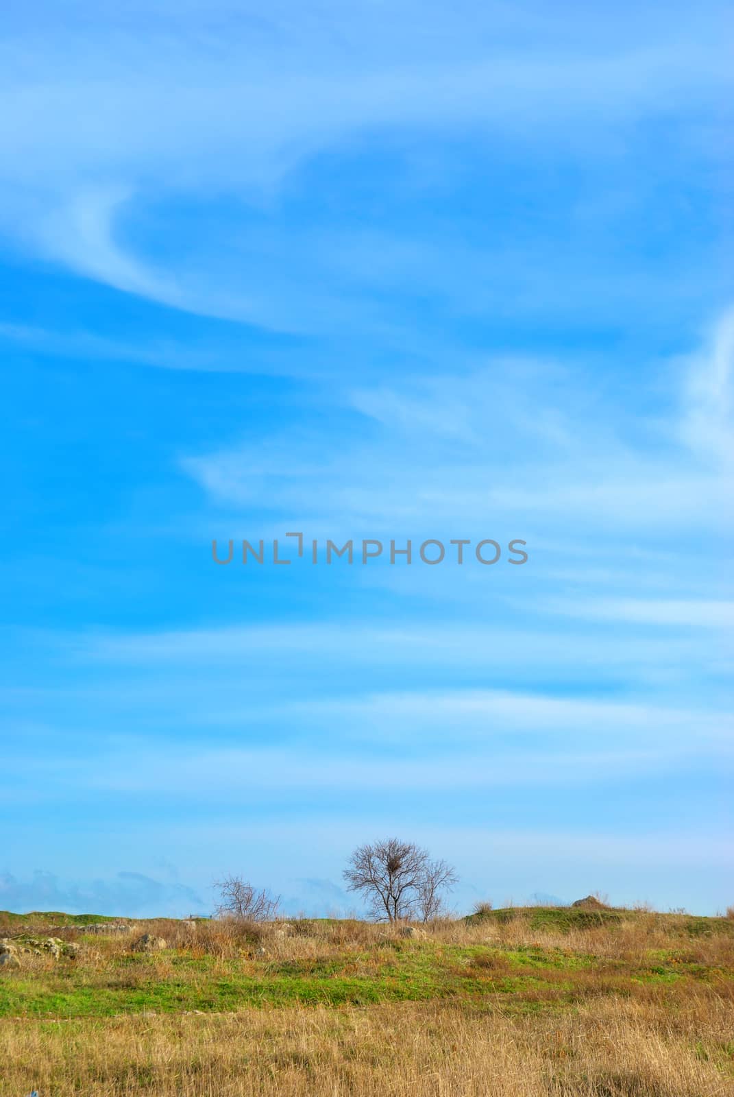Landscape with a tree, field and blue sky.