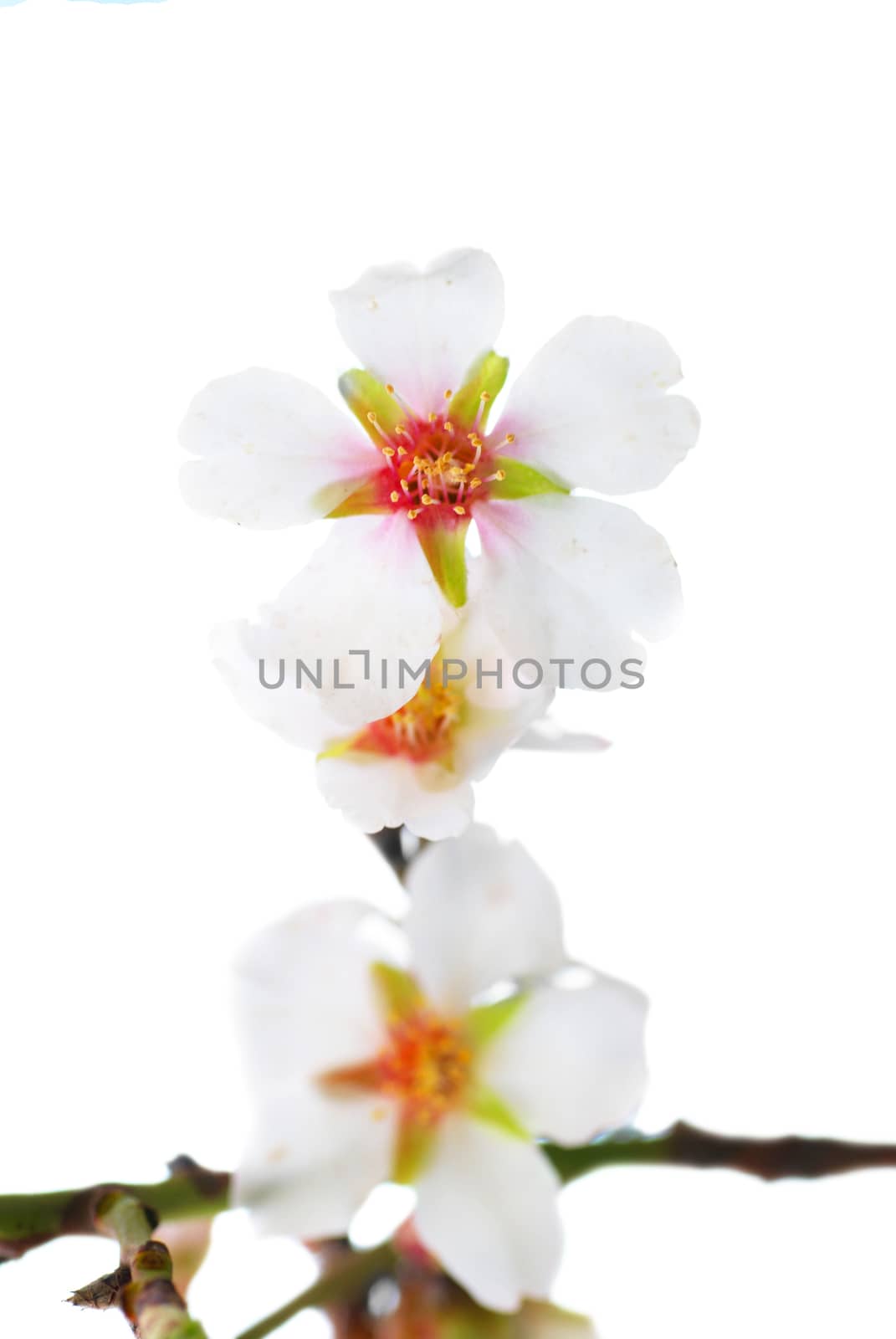 Almond white flowers by vapi