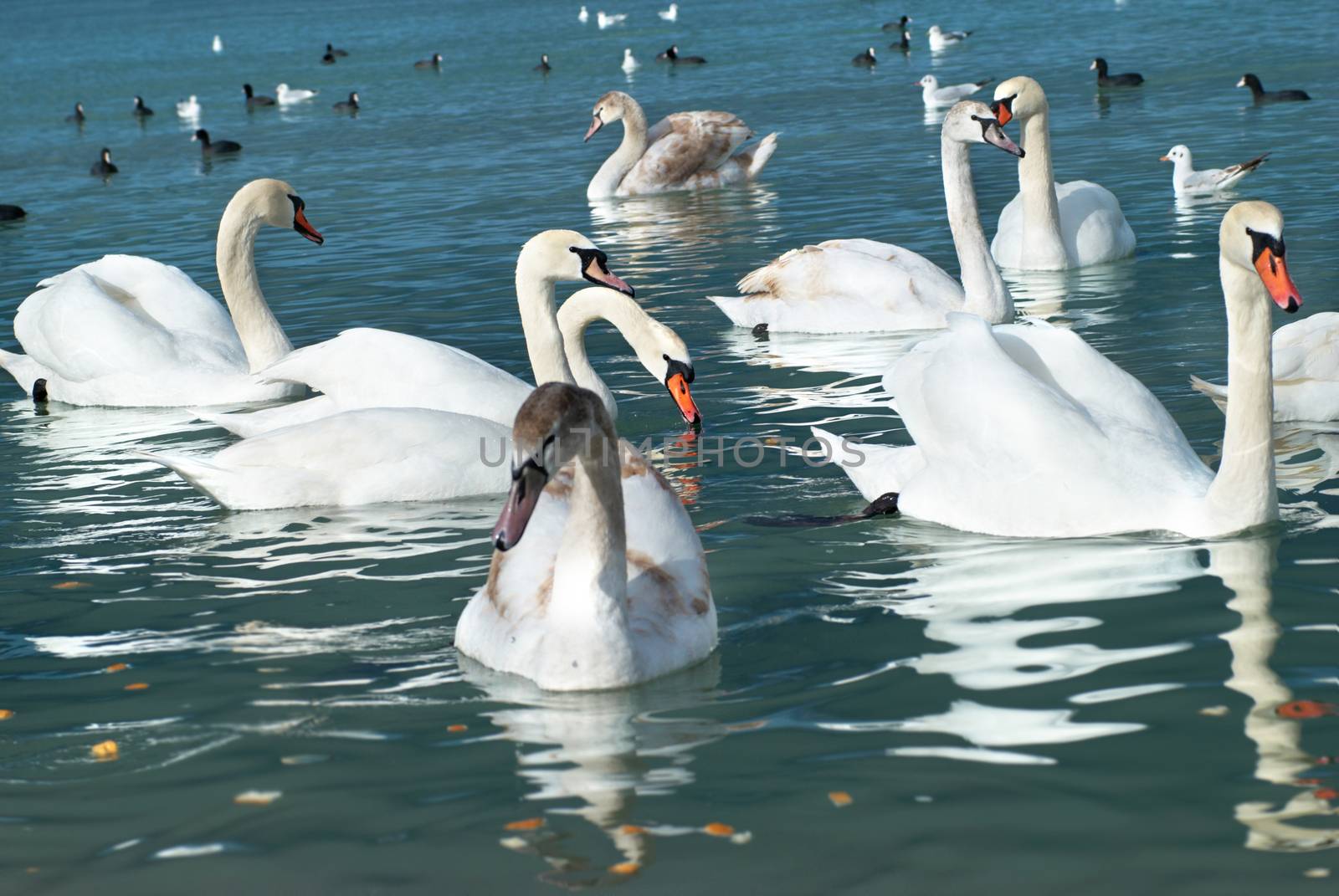 Swans on the lake with blue water background