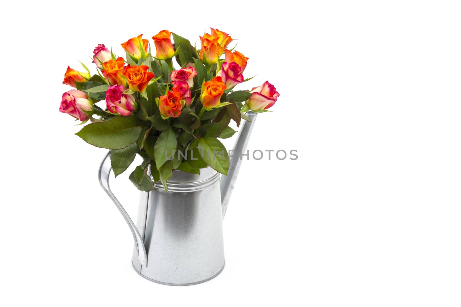 roses in a watering can on white background by miradrozdowski