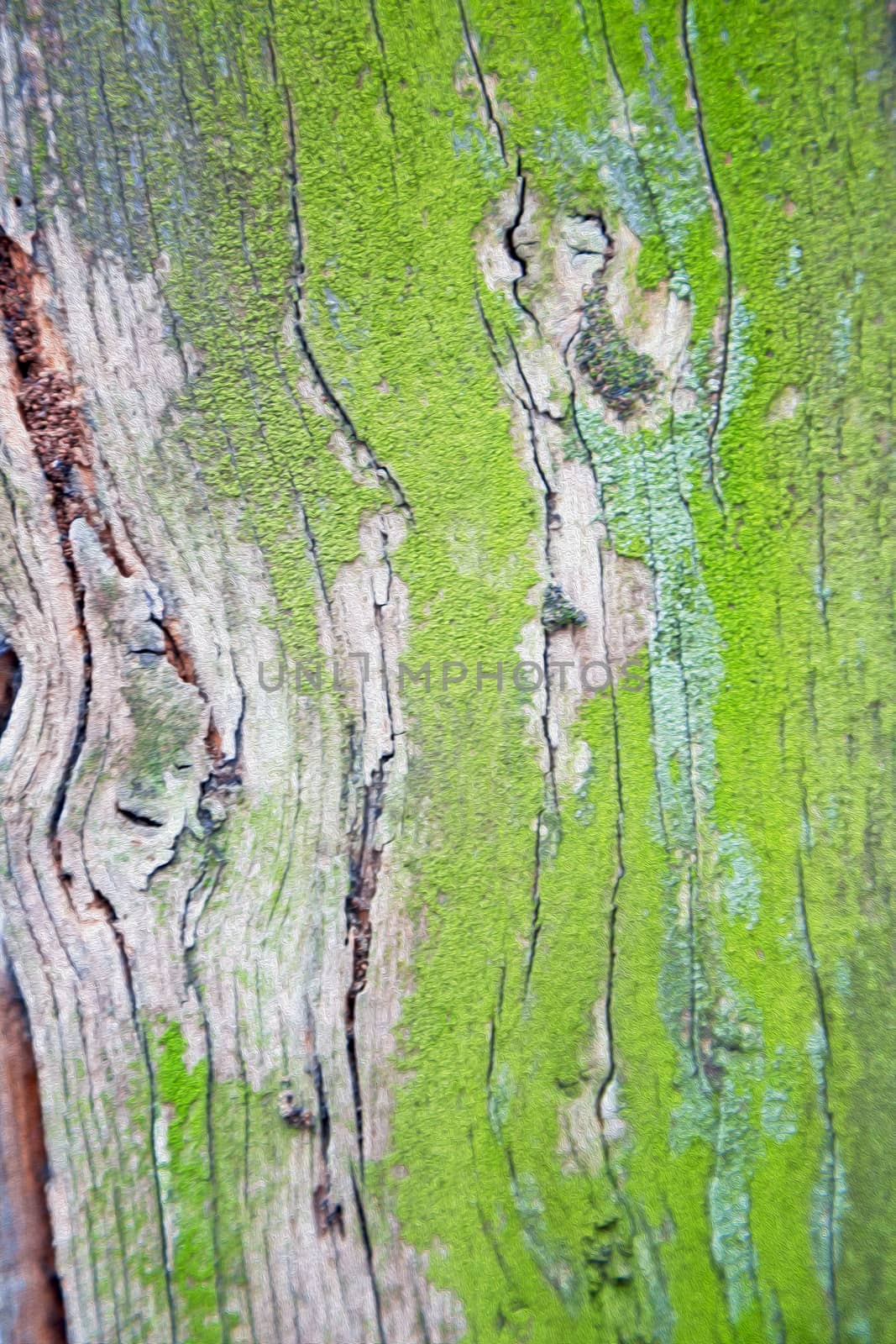 in england london old bark and abstract wood texture