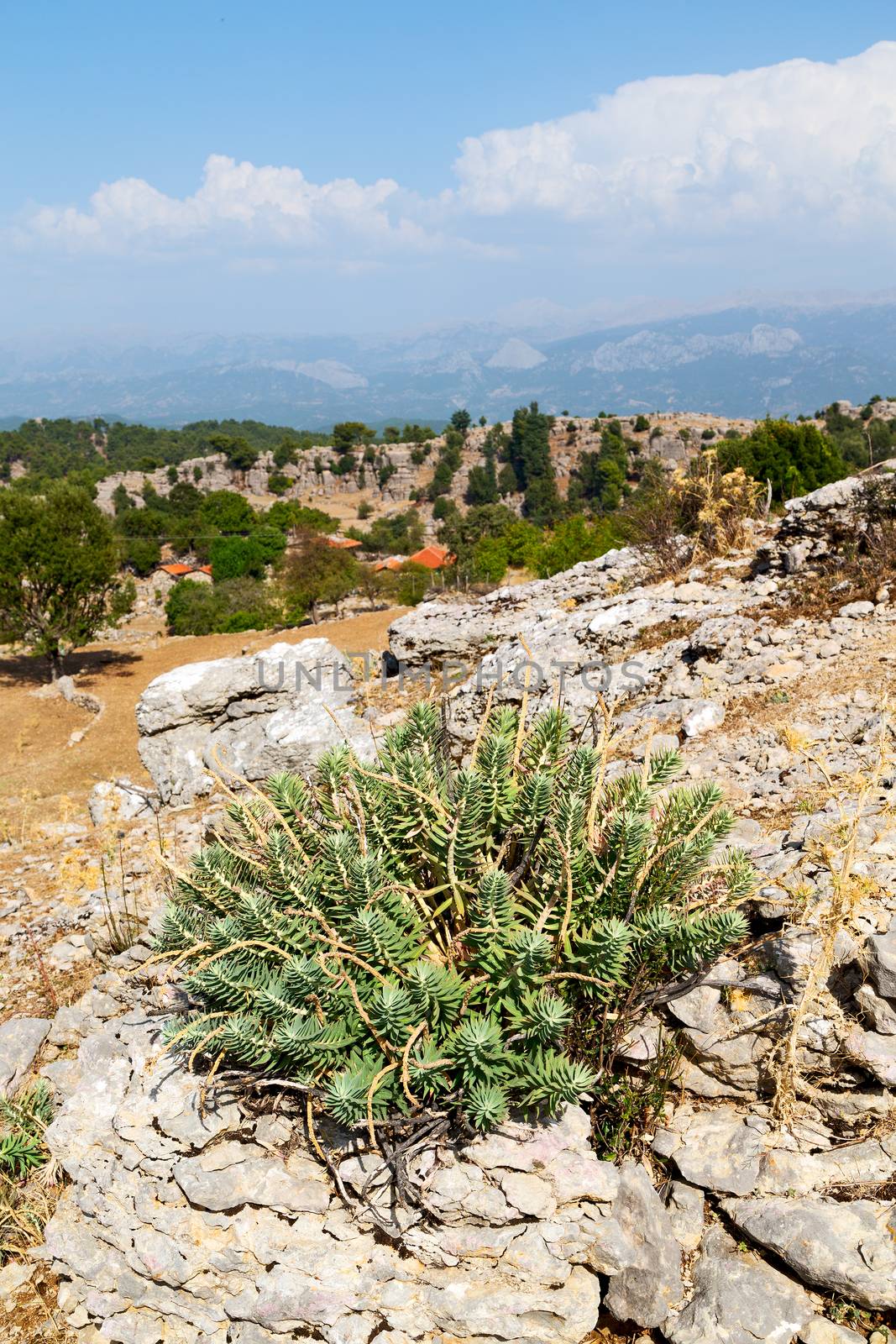     the    hill in asia turkey selge old architecture ruins and nature 