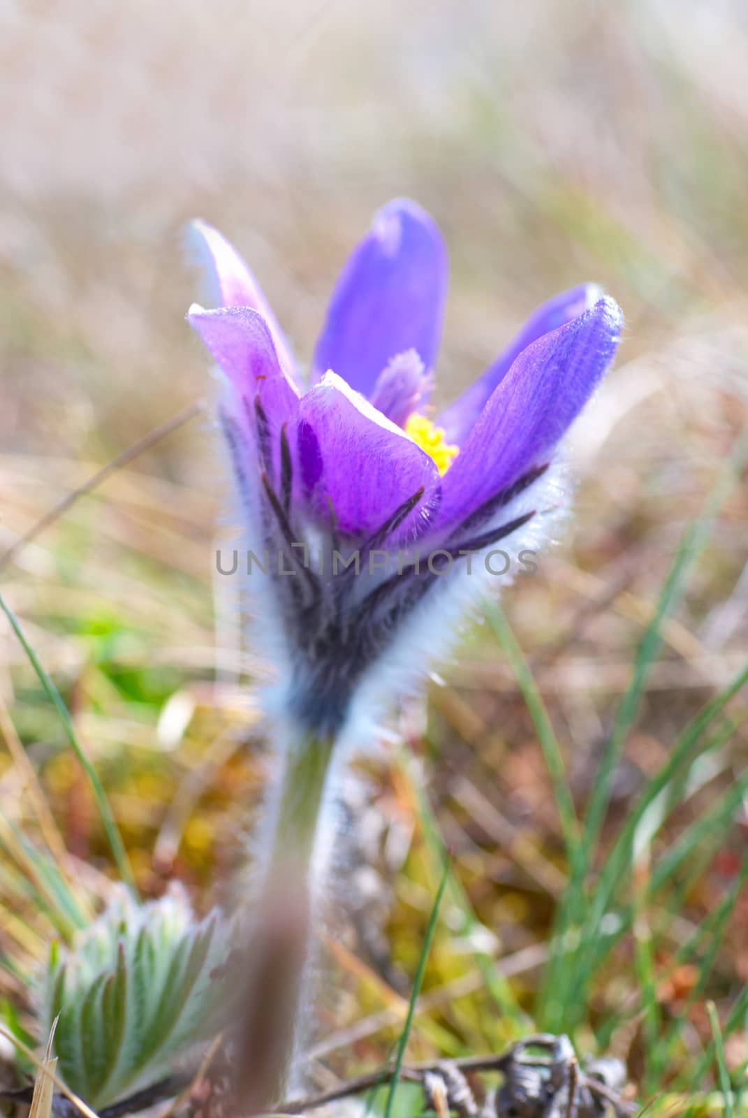 Flower Pasqueflower (Pulsatilla patens) by vapi