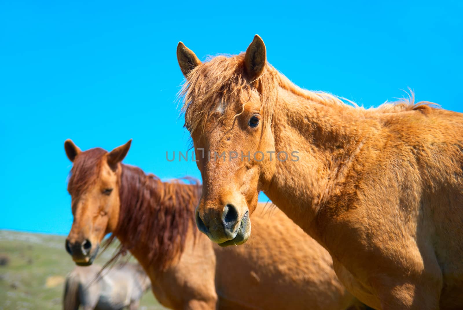 Herd of horses on the field with blue sky