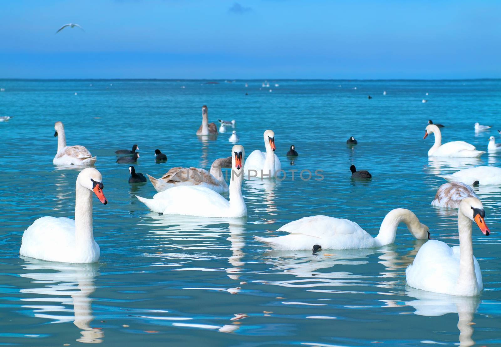 Swans on the lake with blue water background