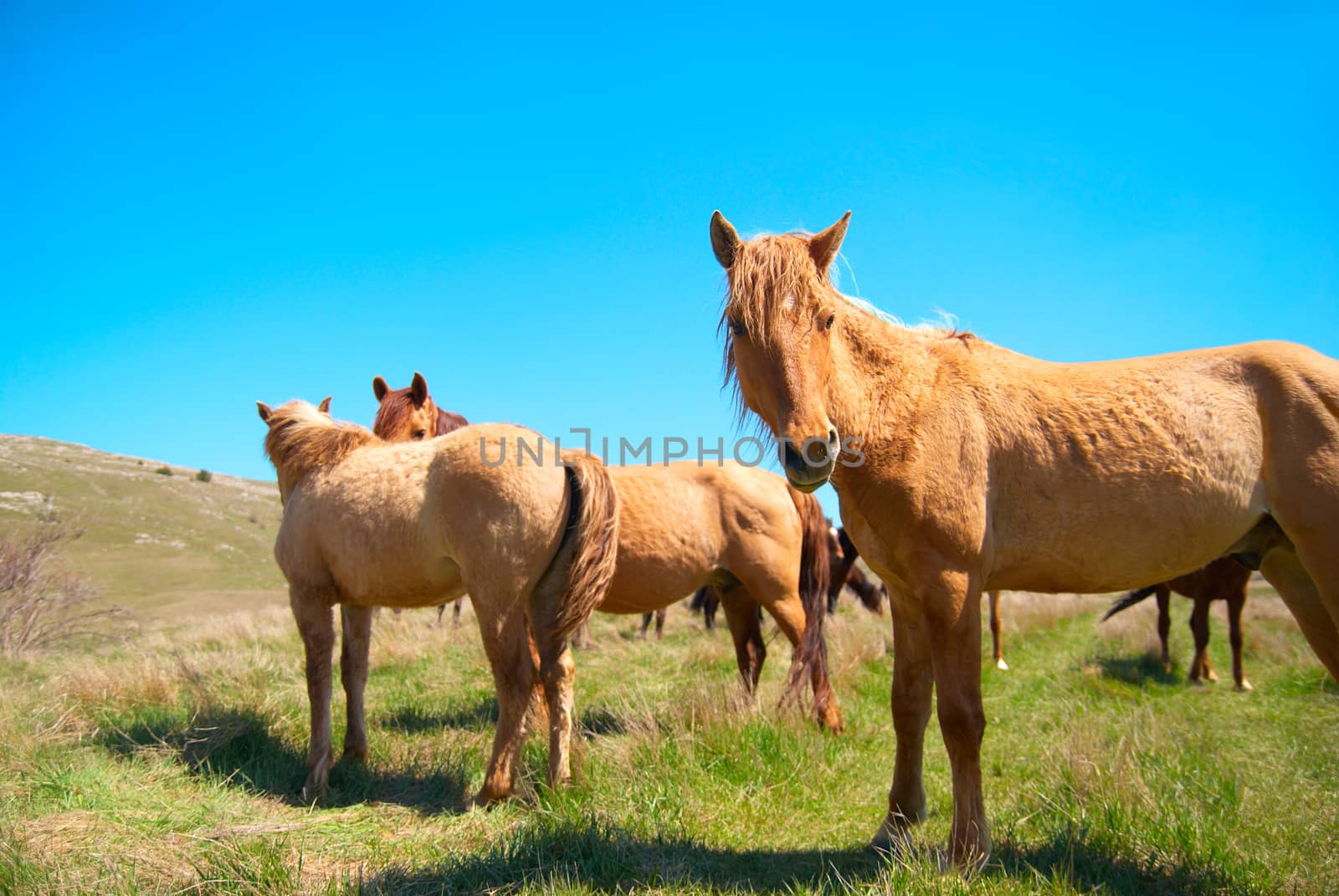 Herd of horses on the field with blue sky