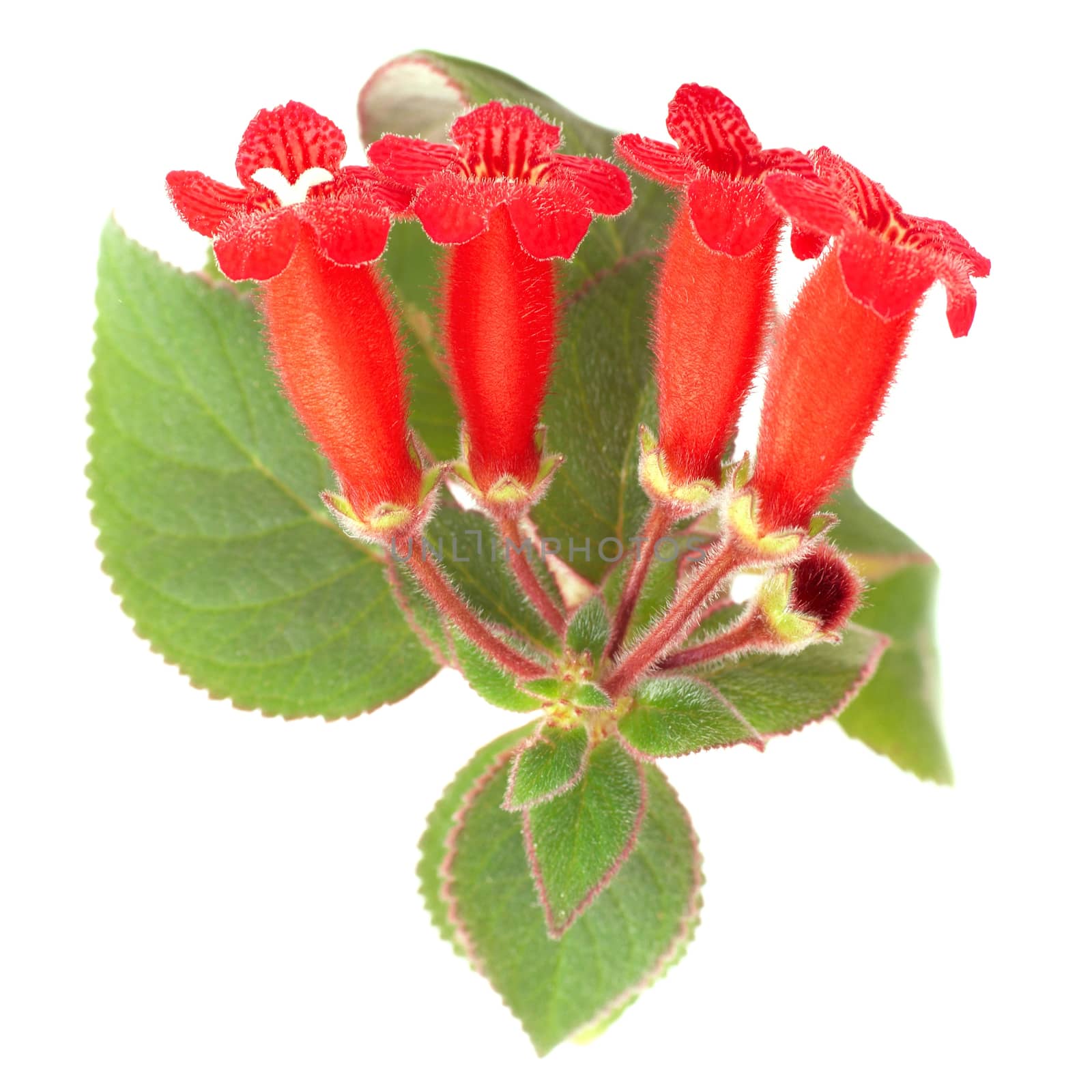 Red flowers (Kohleria Rongo) by vapi