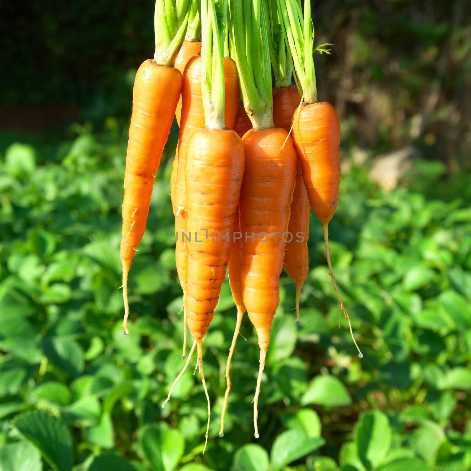 Bunch of carrots with green soft background