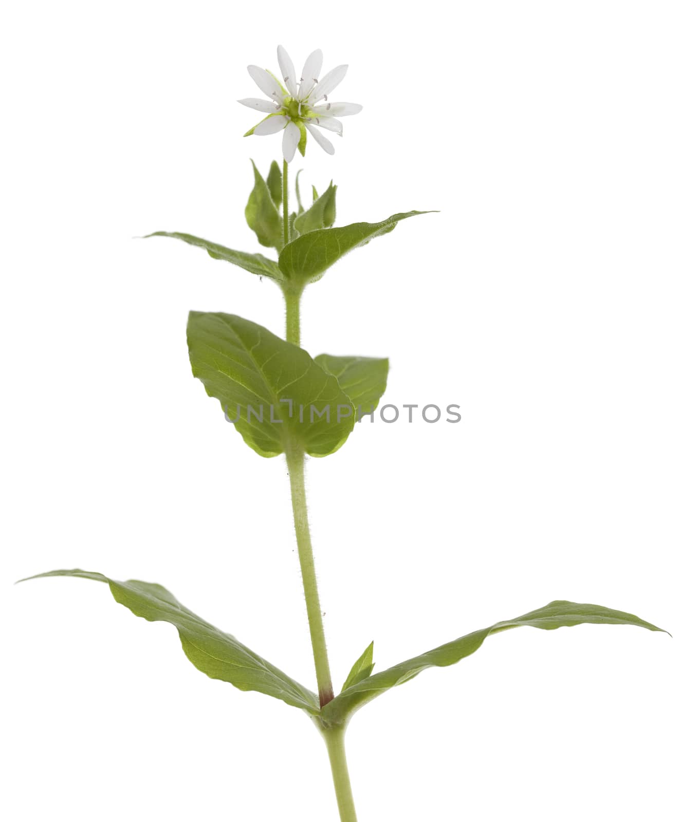 single flower (Myosoton aquaticum) on white background