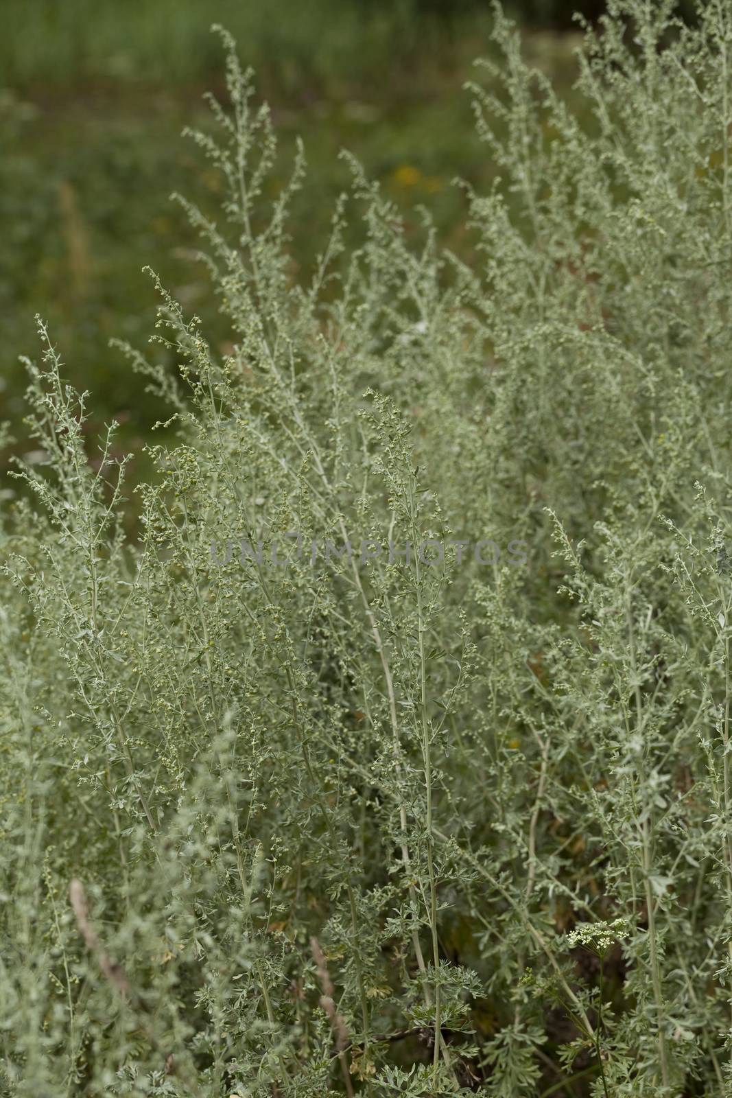 yellow flower wormwood (Artemisia absinthium) on meadow