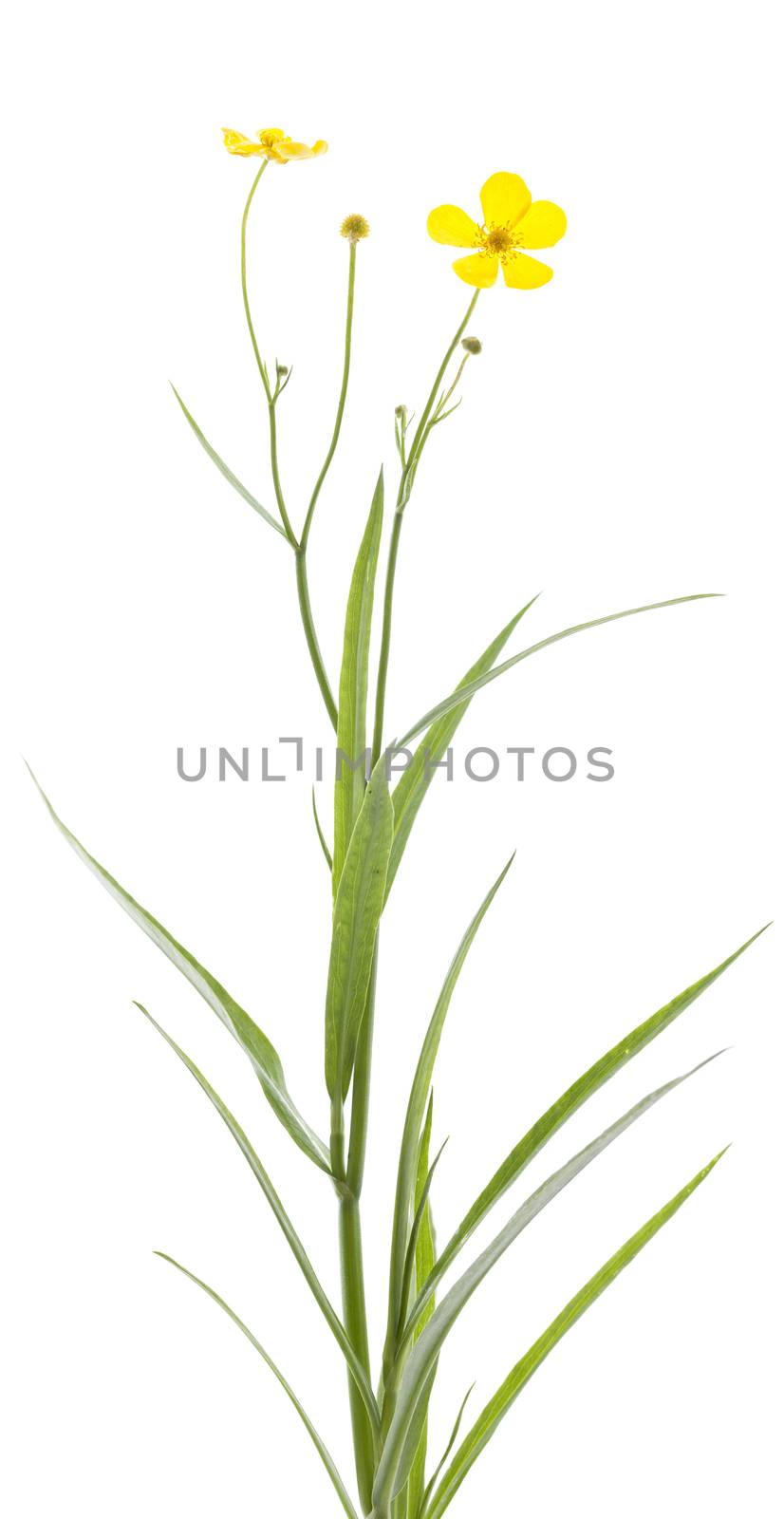 single flower (ranunculus lingua) on white background