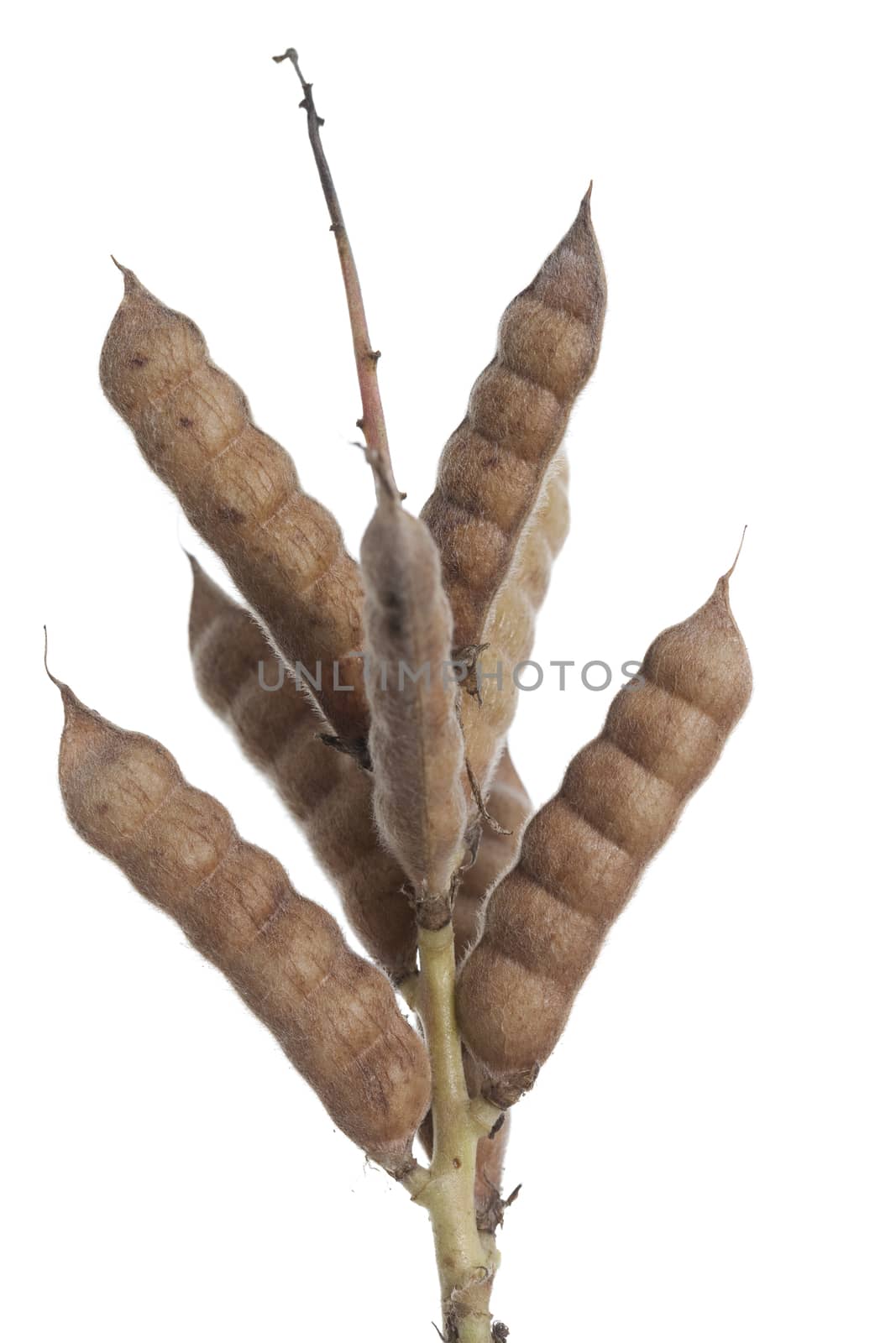 pod of lupin (Lupinus angustifolius) on white background