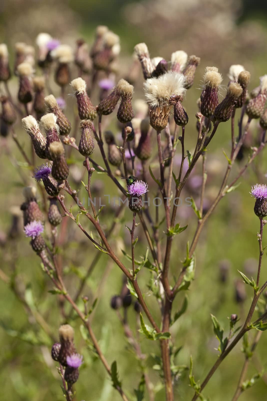 thistle blossom (Cirsium arvense) on blurred background