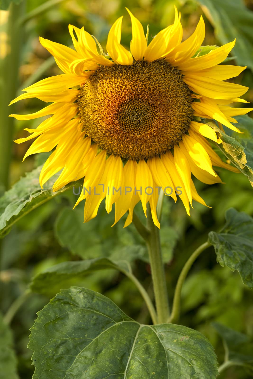 large decorative sunflower grows in garden
