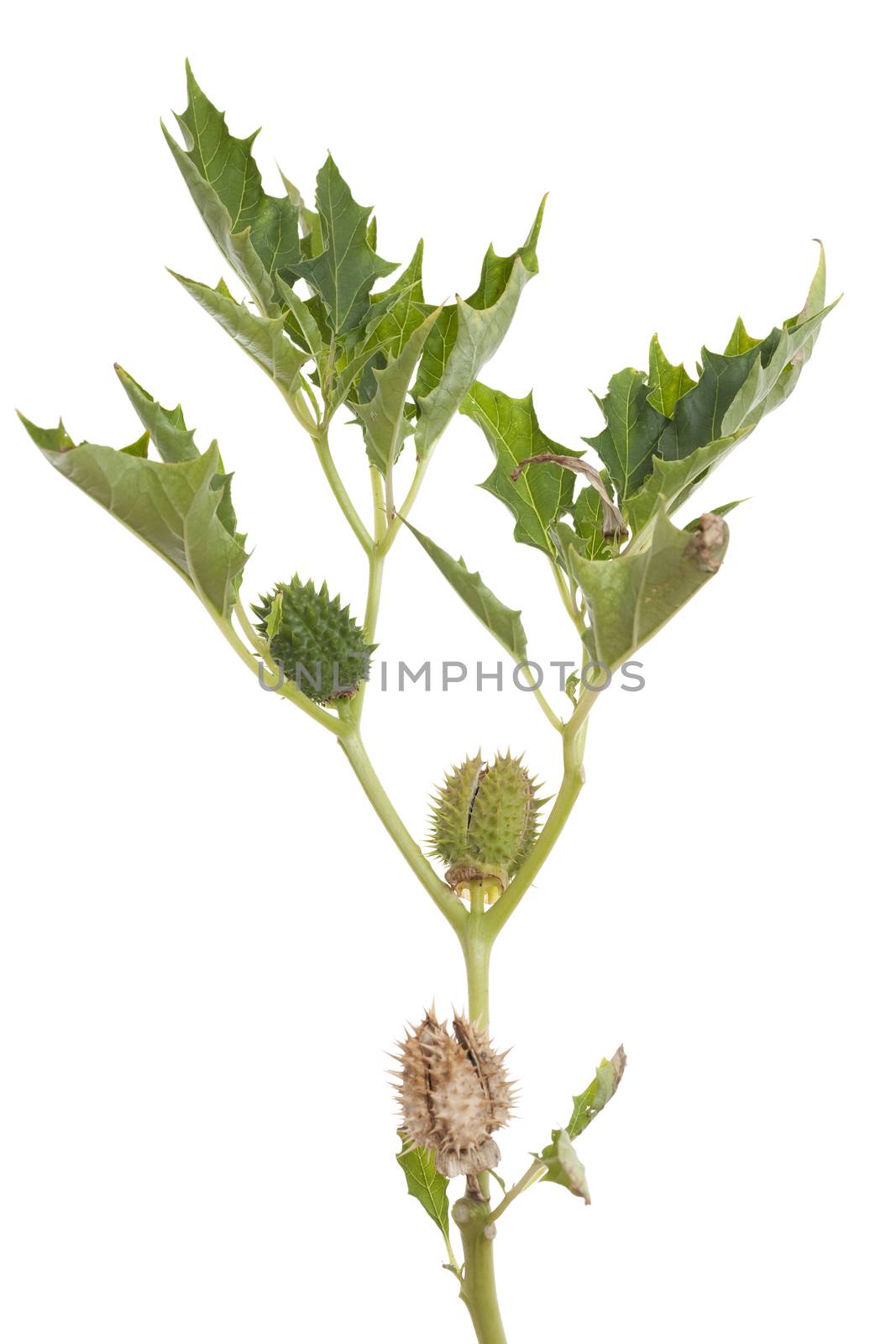 intensely poisonous thornapple (Datura stramonium) on white