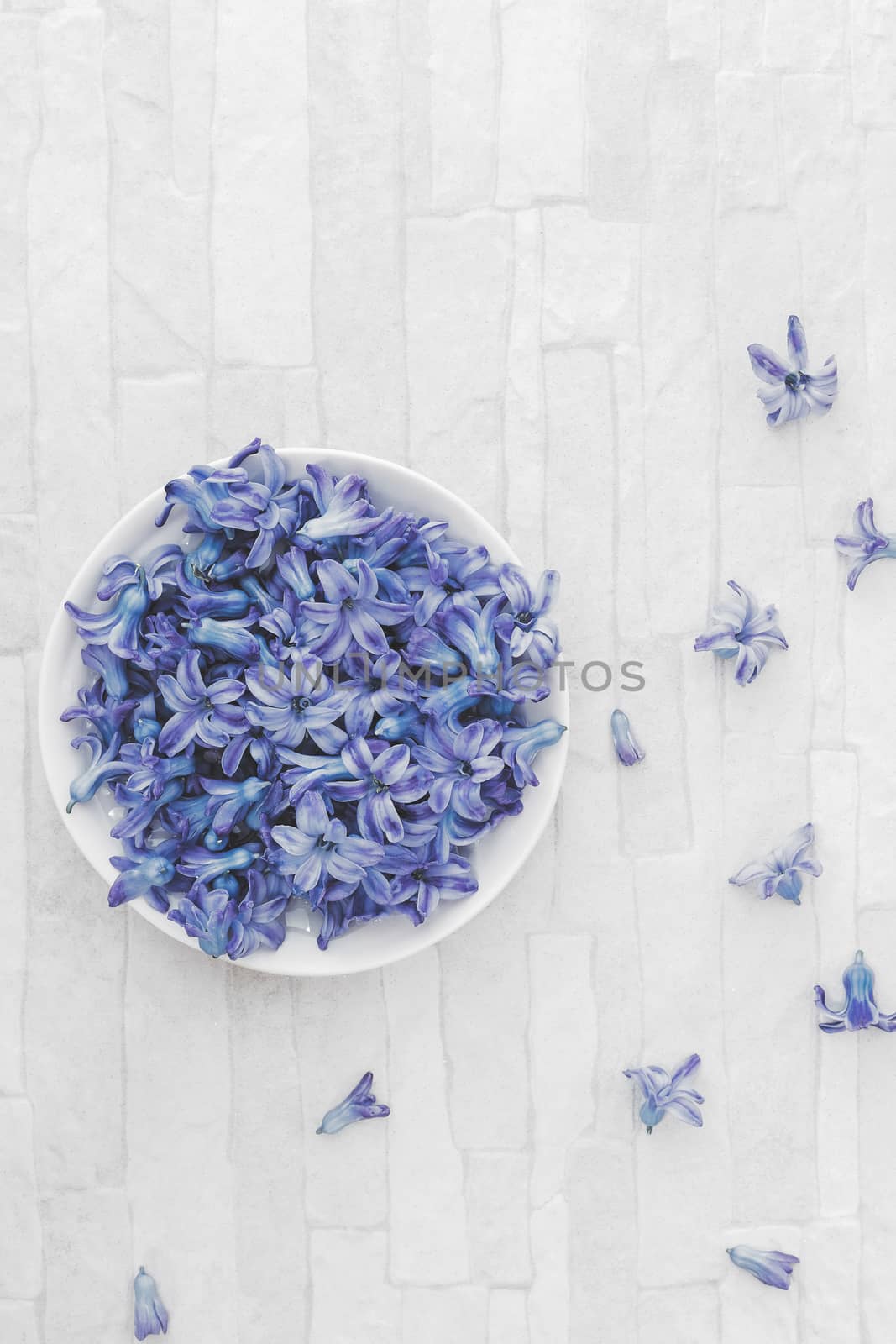 Fresh blue Hyacinth flowers in bowl on rustic wooden background. Overhead view with blank space
