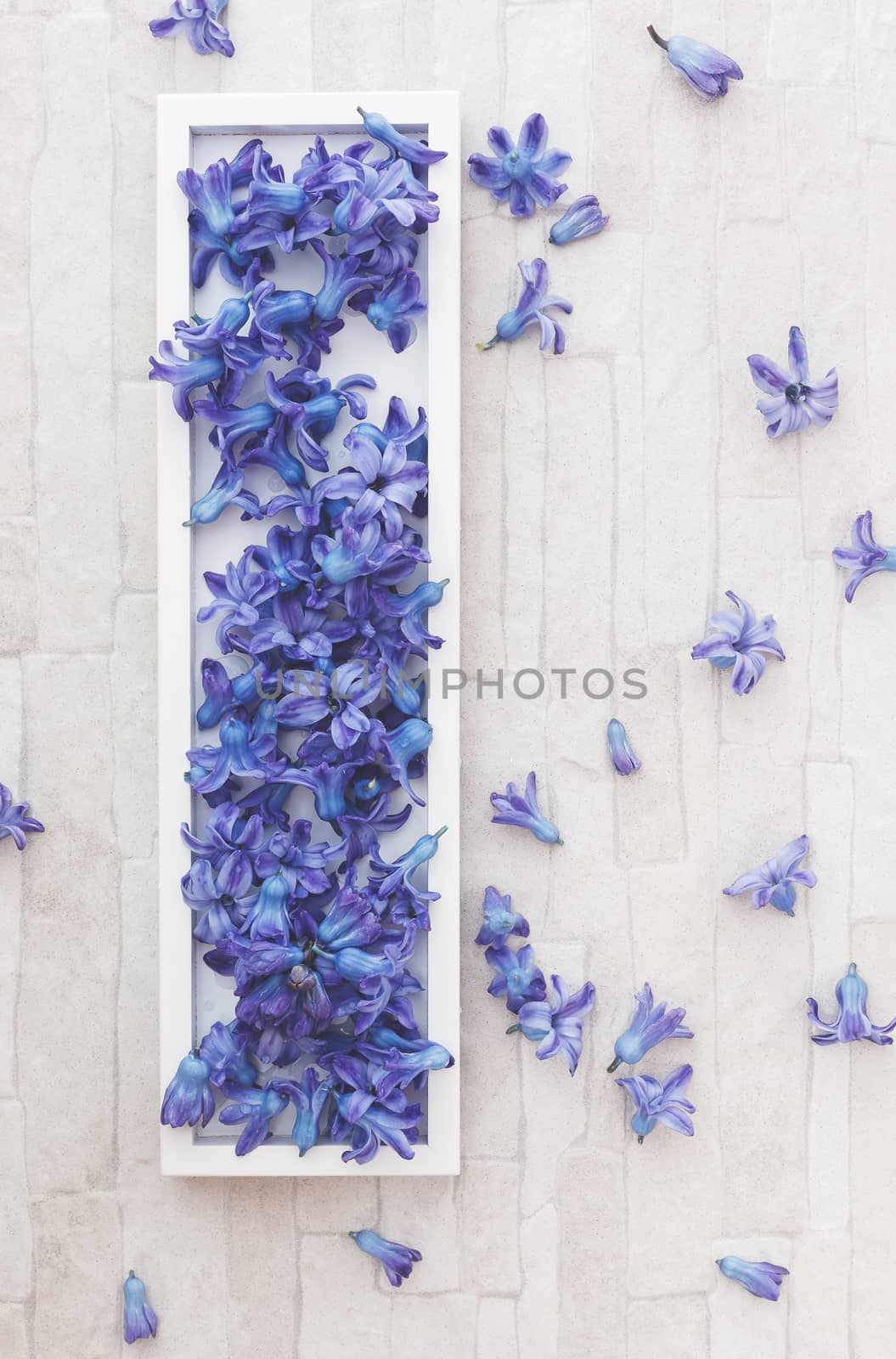 Blue hyacinths flowers arrangement on a tray. Overhead view with blank space