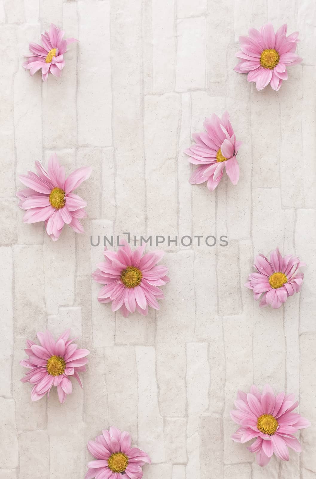 Chrysanthemum by Slast20