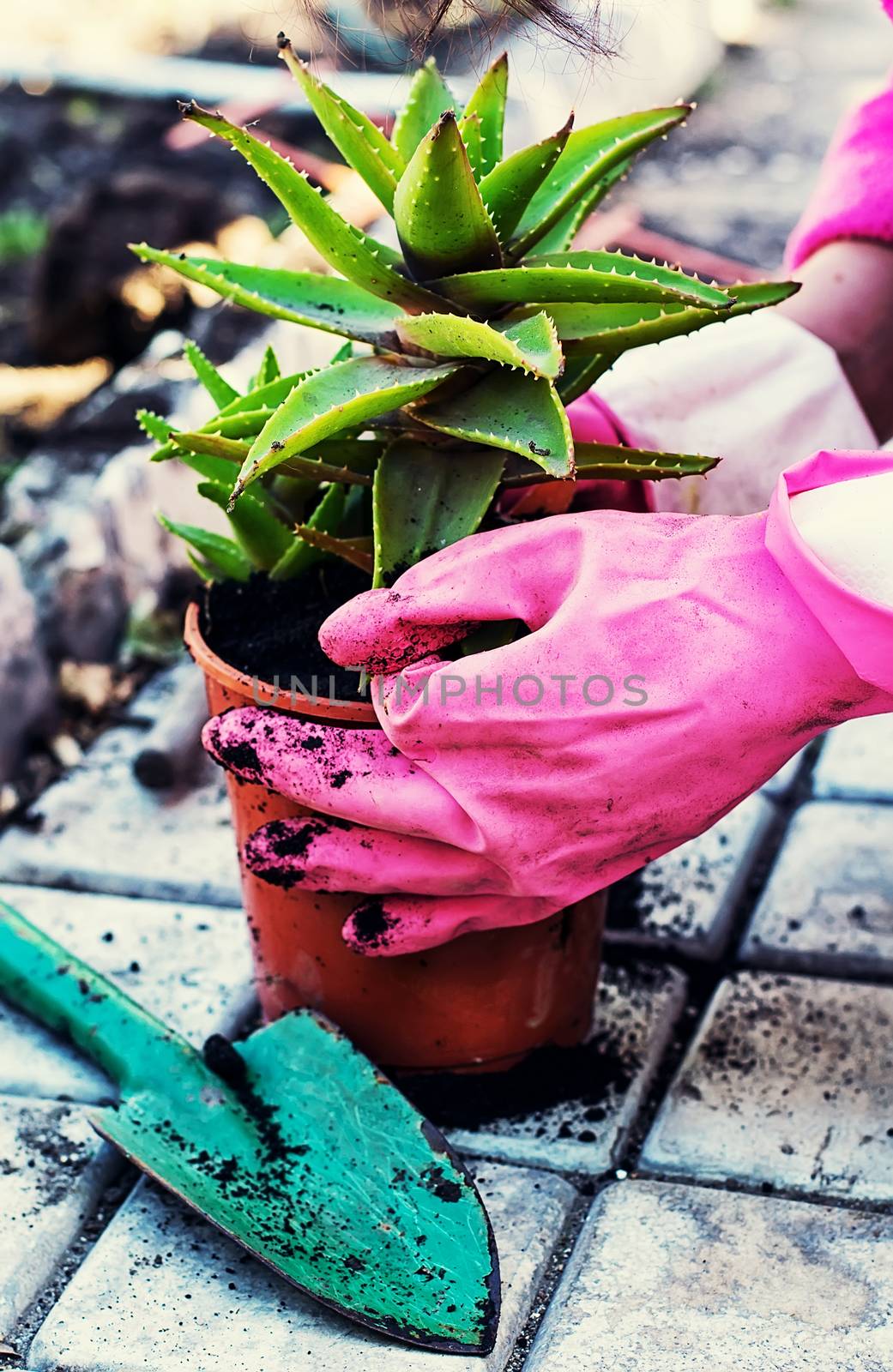 Plant aloe in pot by LMykola