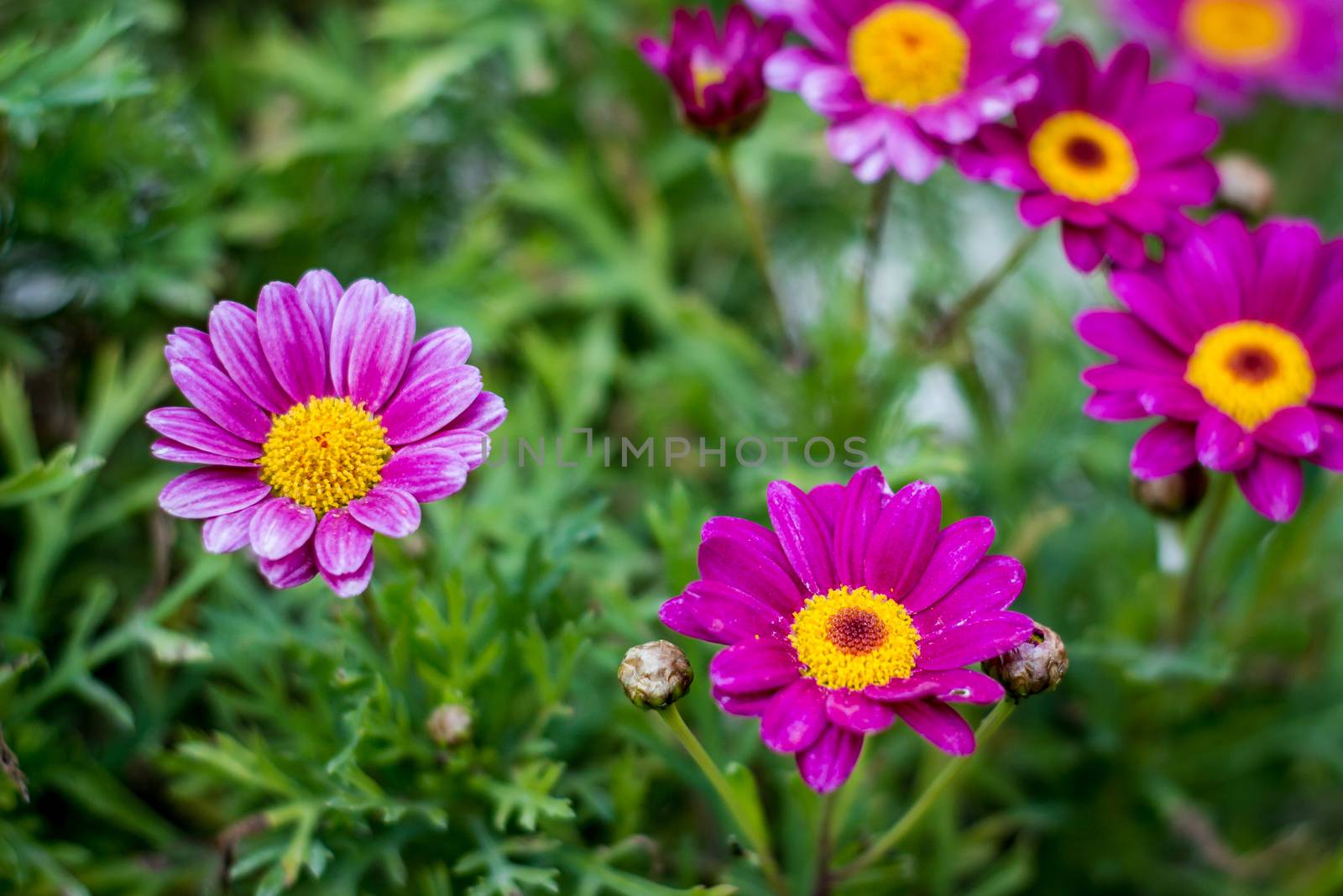 Close up purple flower daisy garden.