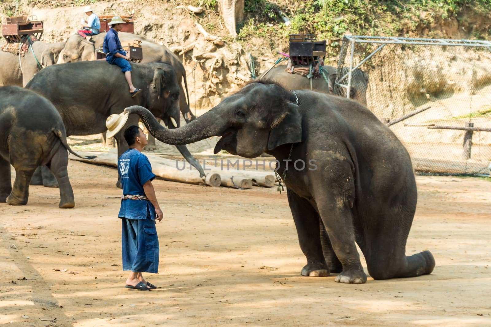 Chiangmai ,Thailand - February 20 : elephant is sitting and putting hat on mahout 's head on February 20 ,2016 at Mae Sa elephant camp ,Chiangmai ,Thailand