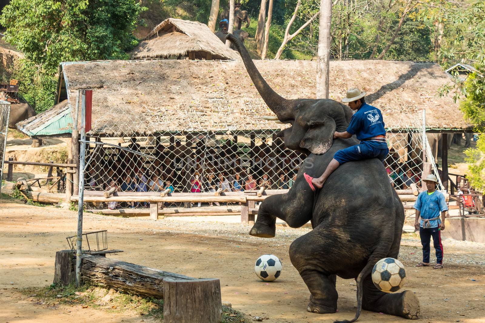 Chiangmai ,Thailand - February 20 : elephant raise forelegs , bellow and prepare to kick football on February 20 ,2016 at Mae Sa elephant camp ,Chiangmai ,Thailand