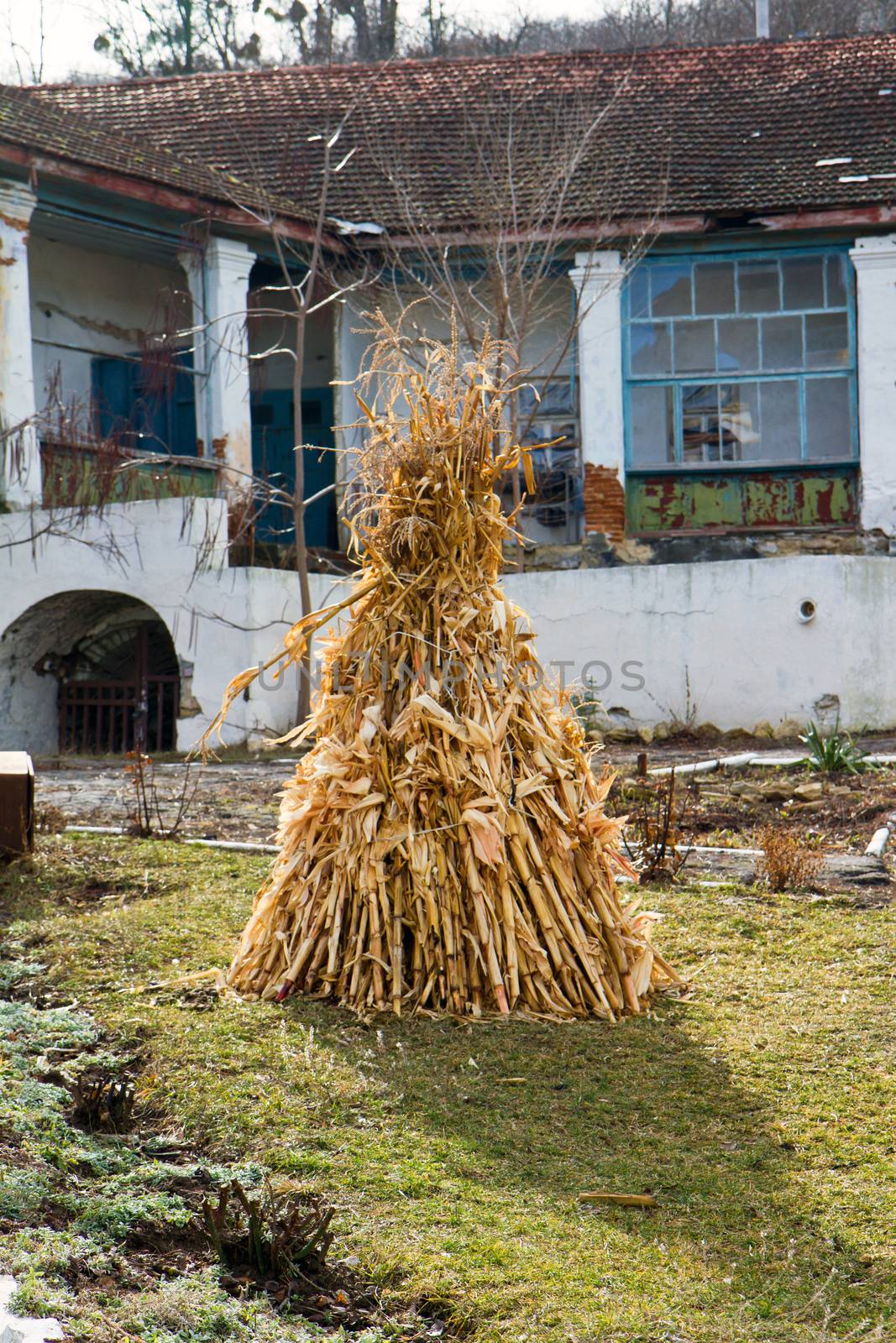 Dry corn ears stack by Irina1977