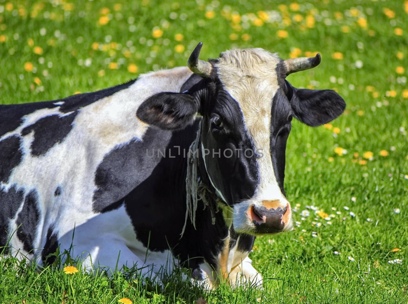 Famous black and white fribourg cow resting in the meadow by springtime, Switzerland