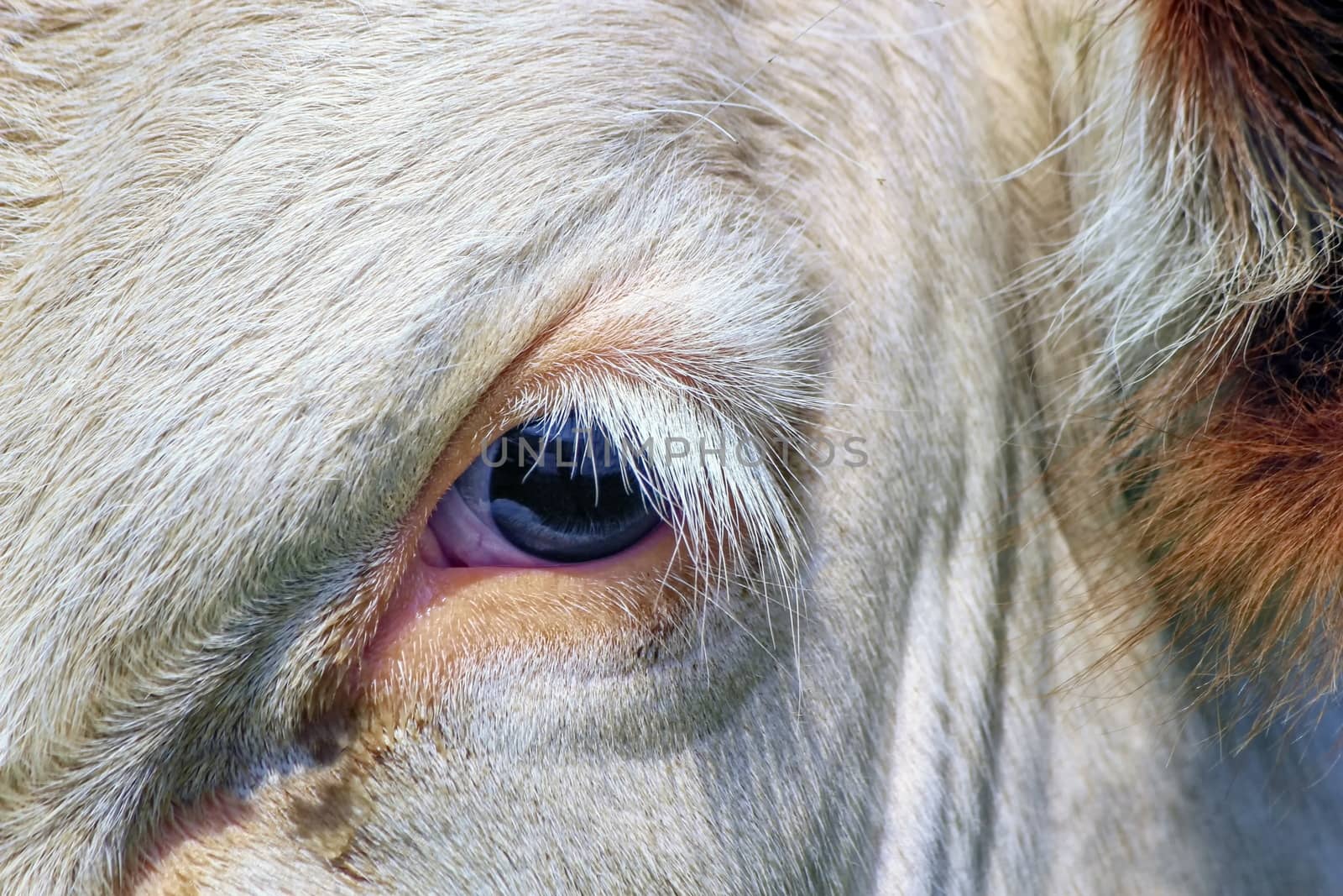 Brown and white fribourg cow close up on one eye, Switzerland