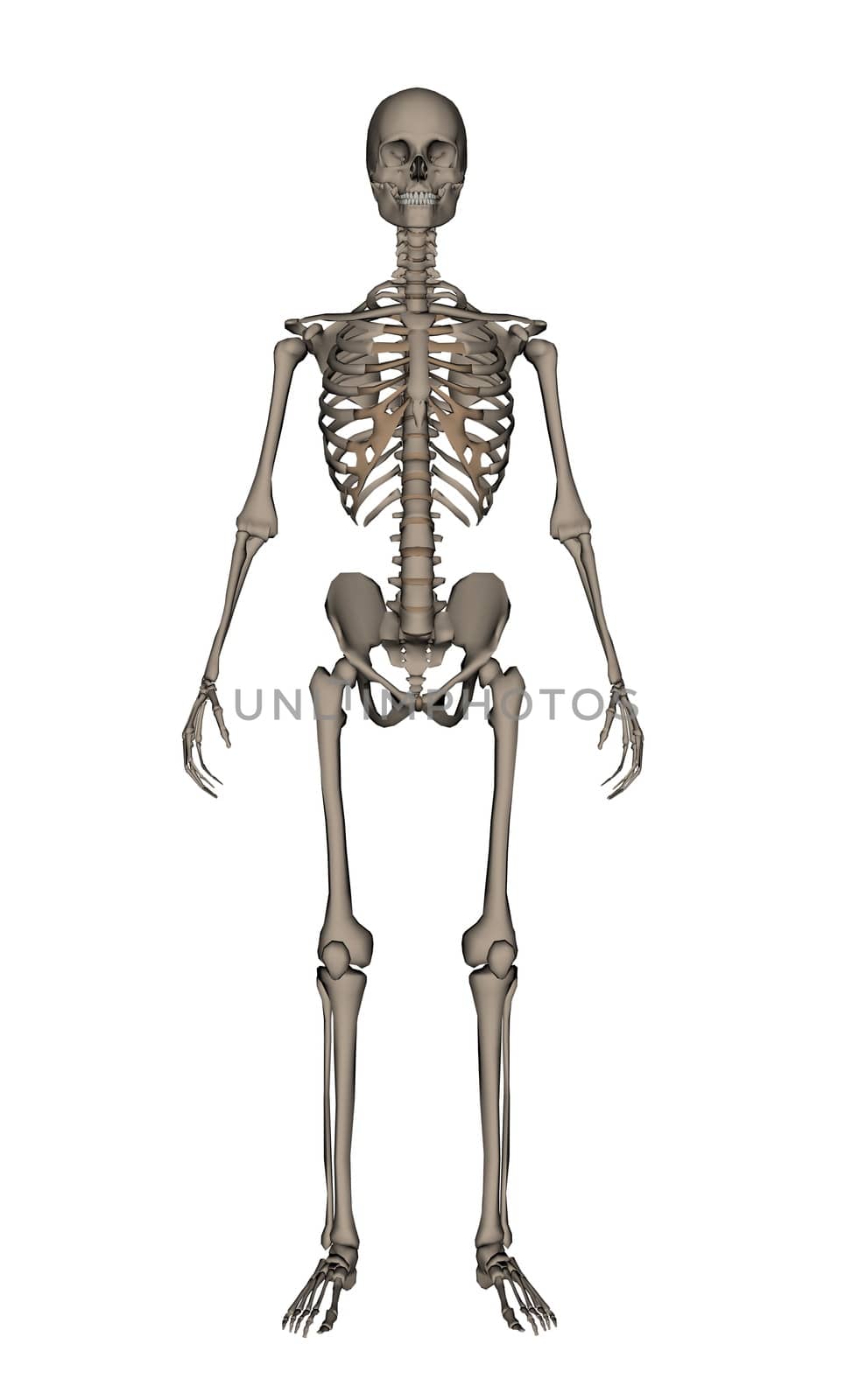 Frontview of human skeleton isolated in white background - 3D render