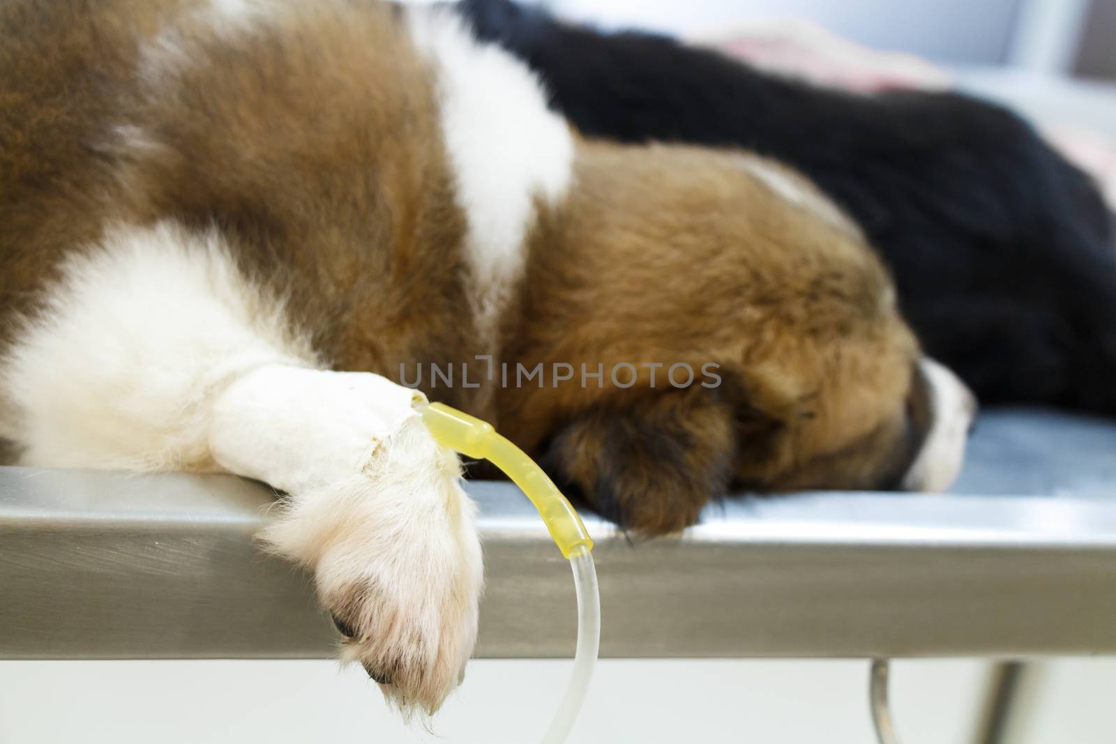 illness puppy ( Thai bangkaew dog ) with intravenous drip on operating table in veterinarian's clinic