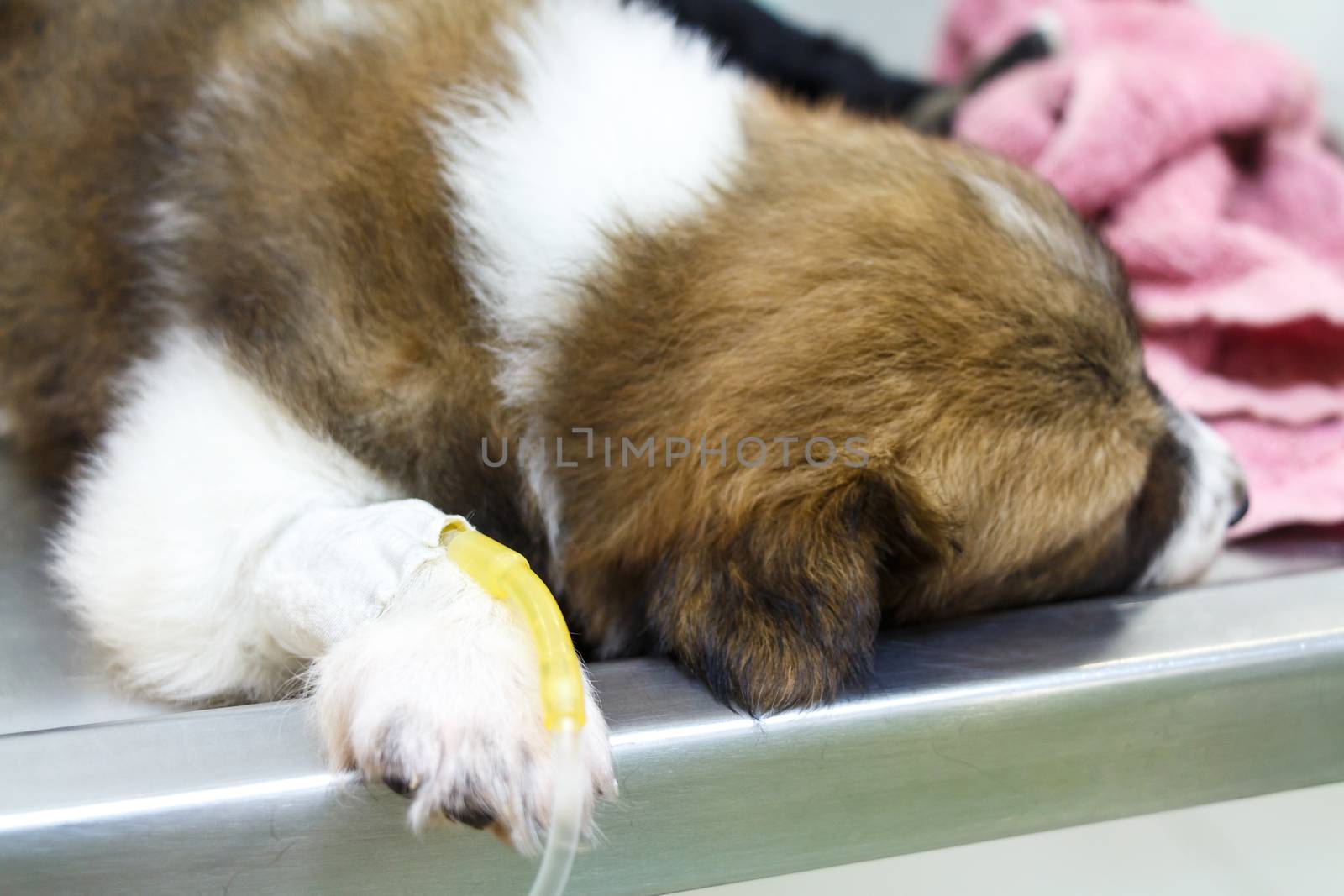 illness puppy ( Thai bangkaew dog ) with intravenous drip on operating table in veterinarian's clinic