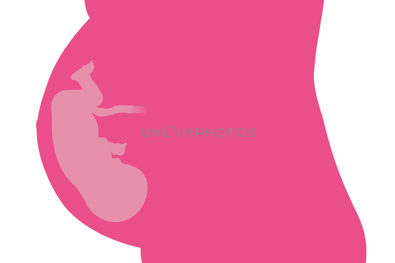 Pregnancy. Pregnant belly with baby illustration. by eskymaks