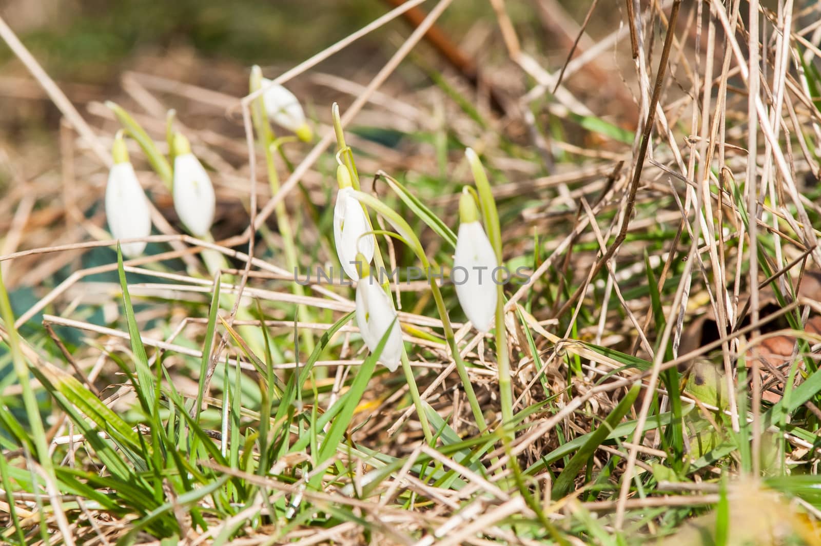 primrose flower snowdrop by antonius_