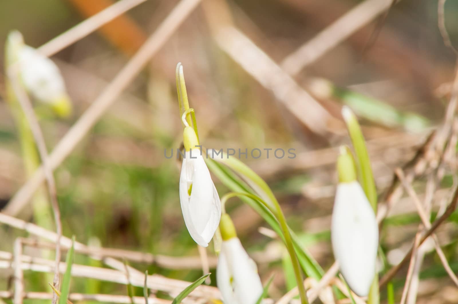 spring flower primrose, snowdrop bud blooming in the sun