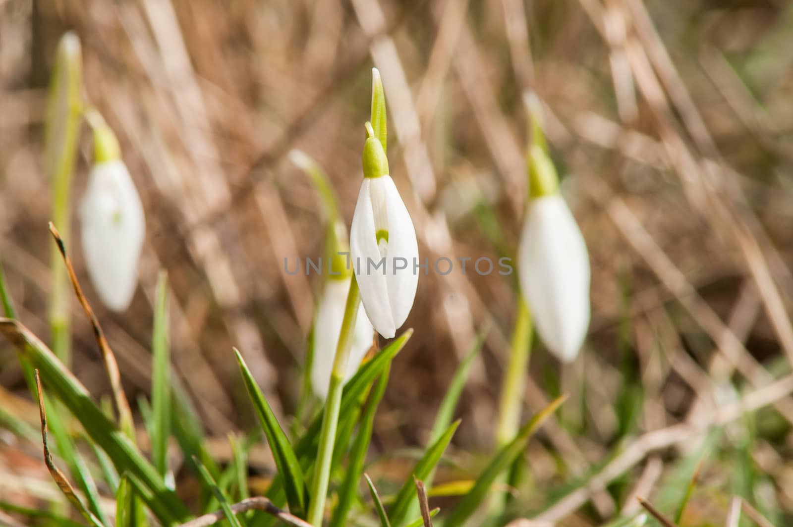 spring flower primrose, snowdrop bud blooming in the sun