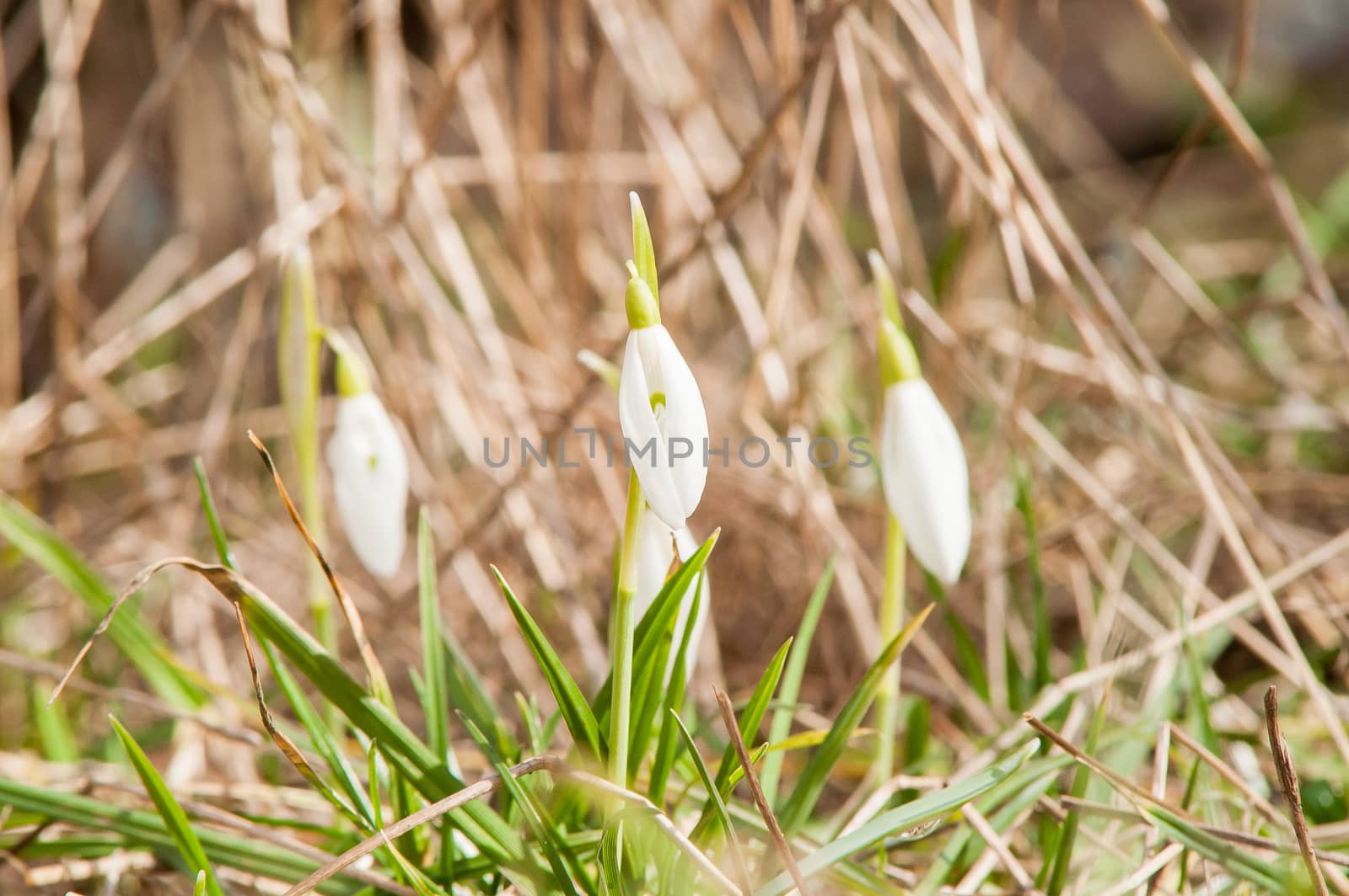 spring flower primrose, snowdrop bud blooming in the sun