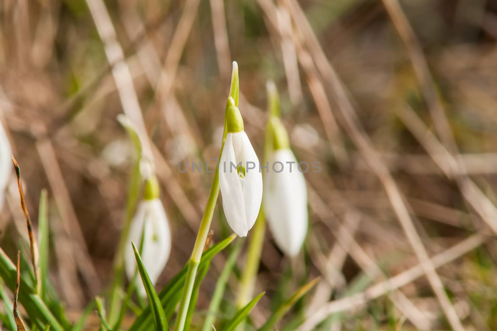 spring flower primrose, snowdrop bud blooming in the sun