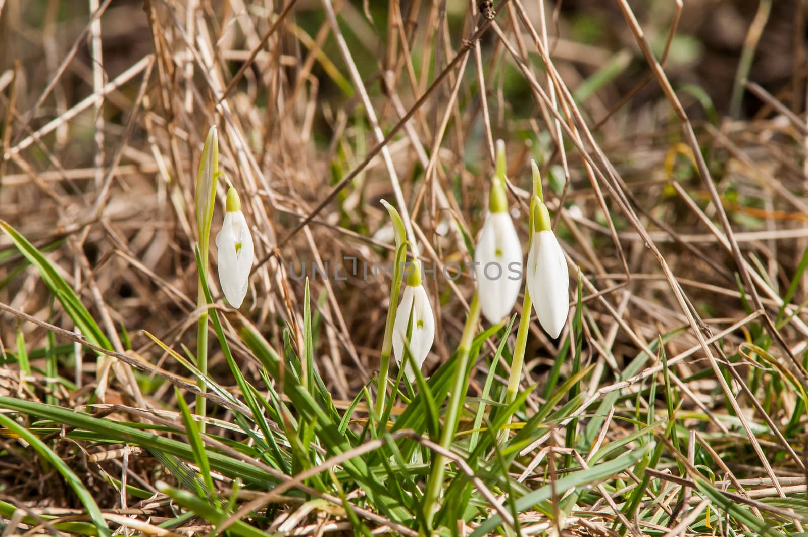 spring flower primrose, snowdrop bud blooming in the sun