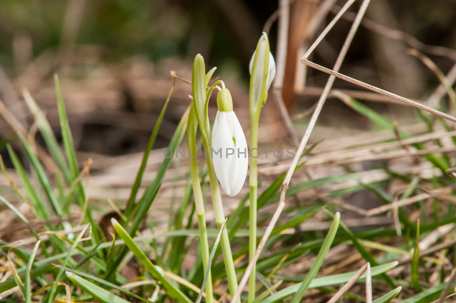 spring flower primrose, snowdrop bud blooming in the sun