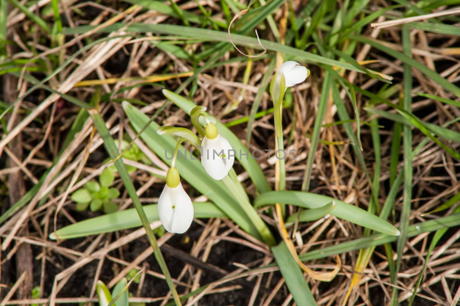 spring flower primrose, snowdrop bud blooming in the sun